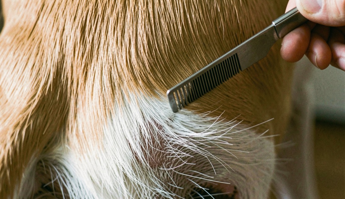 Peigne métallique à dents serrées écartant le poil blanc du flanc d’un chien, sous-poil dense apparant sous le poil de couverture lisse, lumière latérale rasante