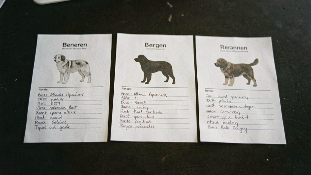 Trois fiches de race imprimées posées côte à côte sur une table sombre, chacune portant la silhouette d’un chien de berger et des lignes de notes manuscrites