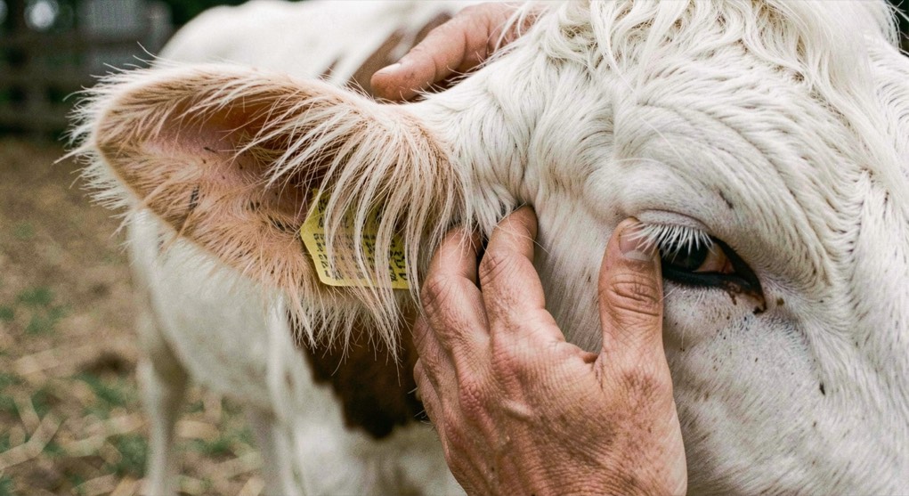 Main gantée écartant le poil blanc dense d’un berger blanc suisse à la base de l’oreille dressée pour examiner la peau claire du pli