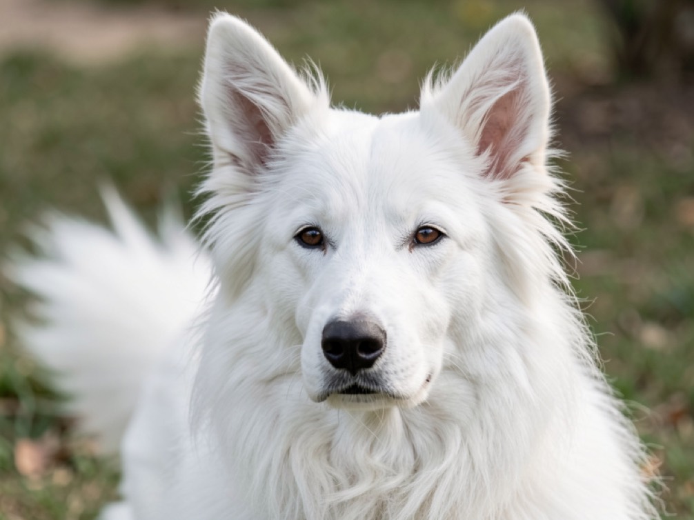 Détail du poil blanc d’un berger blanc suisse à la nuque et à l’épaule, crinière plus longue et sous-poil visible sous le poil de couverture, oreille dressée au bord du cadre